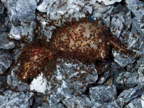 Trichomyrmex mayri